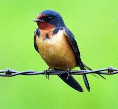 Bird On A Wire Movie Vancouver Barn Swallow Barn Swallow World Birds Pet Birds