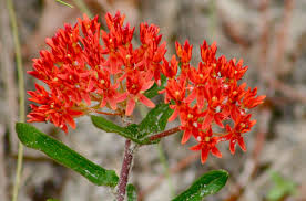 Asclepias Tuberosa Milkweed One Of The Reddest Specimens I Ve Seen Growing Roadside Florida Wildflower St Au Asclepias Tuberosa Asclepias Wild Flowers