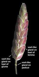 Image result for Eragrostis minor