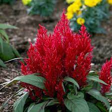 Deep Red Dragon S Breath Celosia Flowers Plants Planting Flowers Dragons Breath Plant