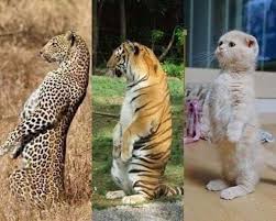 Cats Are All The Same No Matter The Size Cute Animals Cute Funny Animals Cat Memes