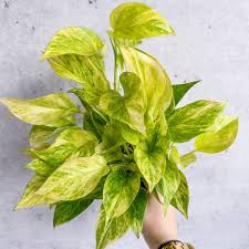 Image result for Epipremnum aureum