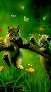 Share the best gifs now >>> Lustige Tiere Gif Herunterladen Teilen Auf Phoneky