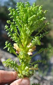 Image result for Agelanthus krausei