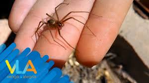 Las arañas reclusas se llaman así porque les gusta esconderse en áreas tranquilas. Los Peligros De La Temida Arana Violinista Venga La Alegria