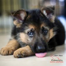 German shepherds are dogkind's finest herding and guardian dogs. German Shepherd Puppies Colorado Home Pets Zamolxishaus
