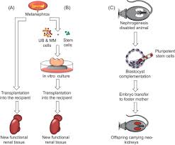 Developmental Approaches To Kidney Regeneration Sciencedirect