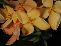 Image result for Ixora kalehensis