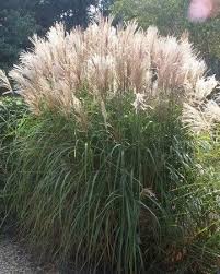 Amazon Com 10 Silver Maiden Grass Miscanthus Sinensis Perennial Flower Seeds Comb S H Patio L Ornamental Grass Landscape Grasses Landscaping Grasses Garden
