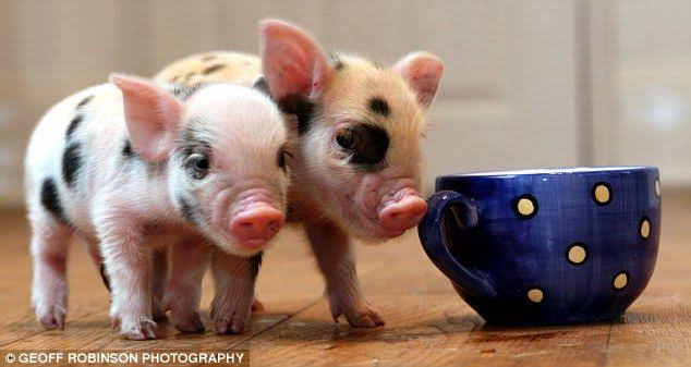 Mga resulta ng larawan para sa Rupert Grint his teacup pig"
