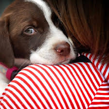 To find a participating urgent care clinic or provider, use the va facility locator. Emergency Vet In Lafayette La Animal Care Hospital