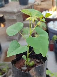 Image result for Priva flabelliformis