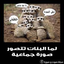 pin by صوت وصورة hd on صوت وصورة hd teddy bear teddy animals
