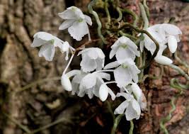 Image result for Microcoelia stolzii