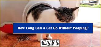 Then it's three days, and four, until finally you've gone a week without pooping. How Long Can A Cat Go Without Pooping 2 3 Days