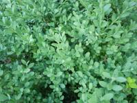 Image result for Clutia angustifolia