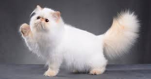 Pada penelitian modern, hobi mewarnai dapat meredakan stress dan kegelisahan. 80 Daftar Nama Lucu Kucing Persia Versi Jawa Korea Terlengkap