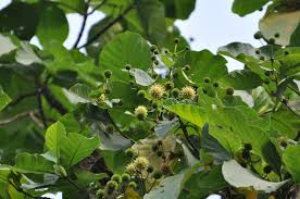 Image result for Mitragyna rubrostipulata