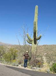 Saguaro cactus, which can live up to 200 years, are being felled to make way for president trump's border wall in arizona, prompting outrage from environmentalists, activists and local tribal leaders. Very Tall Saguaro Cactus Picture Of Rincon Mountain Visitor Center Tucson Tripadvisor