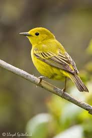 Small Birds Native To Michigan Yellow Warbler Michigan Bird Identification Flashcards By Proprofs Beautiful Birds Pet Birds Pretty Birds