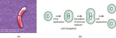 How Microbes Grow Microbiology