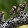 6 the cactus ferruginous' biggest 8 interesting information the cactus ferruginous pygmy owl is one of the 3 subspecies of the ferruginous. Https Encrypted Tbn0 Gstatic Com Images Q Tbn And9gcrbybbmvothdparppkknzhbdproe63hz9g1 Limo6y54mdujmuj Usqp Cau