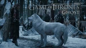 Game Of Thrones Ghost Wallpaphd Game Of Thrones Ghost Game Of Thrones Facebook Dire Wolf