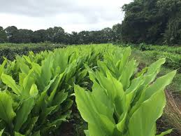 Image result for Afroligusticum runssoricum