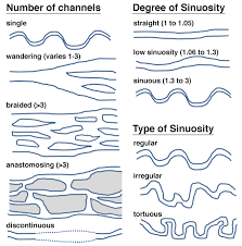 Image result for Sericostachys