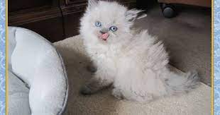 Himalayan Kitten Pictures - Traditional Dollface Himalayans Himalayan Kitten Kitten Pictures Cat Breeds