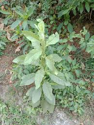 Image result for Laggera crispata