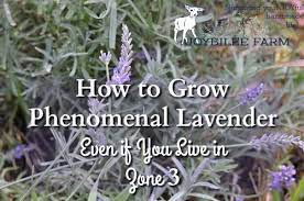 How To Grow Phenomenal Lavender Even If You Live In Zone 3 Joybilee Farm Diy Herbs Gardening Growing Lavender Planting Lavender Outdoors Growing Winter Vegetables