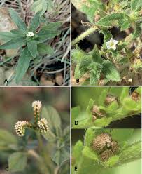 Image result for Heliotropium zeylanicum