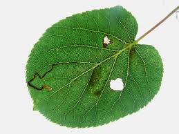 Image result for Stigmella alnetella