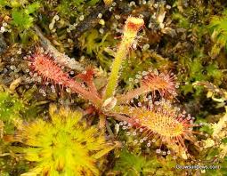 Wild plants sundew plant plants strange flowers unusual flowers unusual plants trees to plant rare flowers carnivorous. Drosera Villosa Seedling South American Sundew Carnivorous Plants Plants Garden