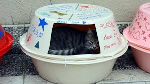 Ucretsiz Kedi Evi Sadece 14tl Kargo Var