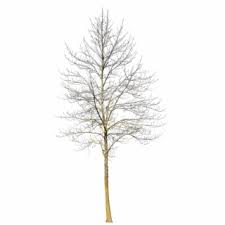 This deciduous tree belongs to the willow family. Trees Png Images Trees Transparent Png Vippng