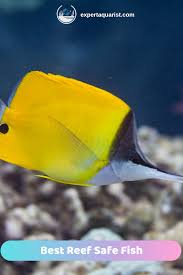 Black And Yellow Fish Saltwater Top 10 Best Reef Safe Fish For Your Saltwater Aquarium Reef Safe Fish Saltwater Fish Tanks Saltwater Aquarium
