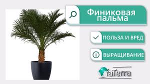С каждым годом экзотические растения обретают все большую популярность. Finikovaya Palma Vyrashivanie Polza I Vred Rasteniya Youtube