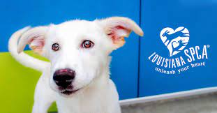 We did not find results for: Home Louisiana Spca