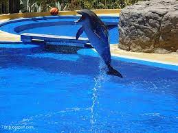 صور الدولفين indoor water park water park dolphins