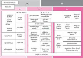 Diseases Of The Spinal Nerve Roots And Peripheral Nerves