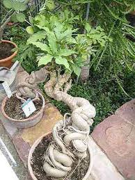 Image result for Cussonia spicata