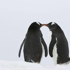 While it is free to download, some of its coolest features have to be purchased. Tinder Has Arrived In Antarctica Gq
