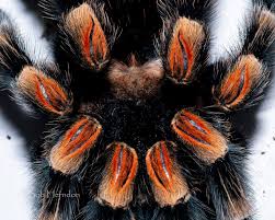 Image result for Heterotis amplexicaulis