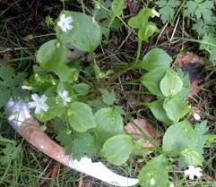 The wild edible purslane is dicussed along with its poisonous look alike spurge. Pink Purslane Identification Distribution Edibility Galloway Wild Foods