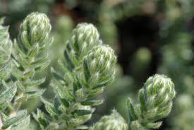 Image result for Phylica