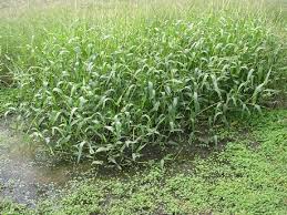 Image result for Sacciolepis rigens