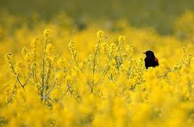 AstroSage Magazine: Basant Panchami 2014: Holiest Day Of The Year