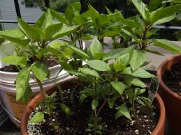 Kemangi selasih daun kemangi ruku ruku find english to indonesian meaning of basil kemangi selasih daun kemangi ruku ruku related phrase antonyms manfaat daun kemangi untuk kesehatan salah satu tanaman yang tumbuh subur di indonesia adalah daun kemangi english kesehatan nutrisi. Kemangi Wikipedia Bahasa Melayu Ensiklopedia Bebas